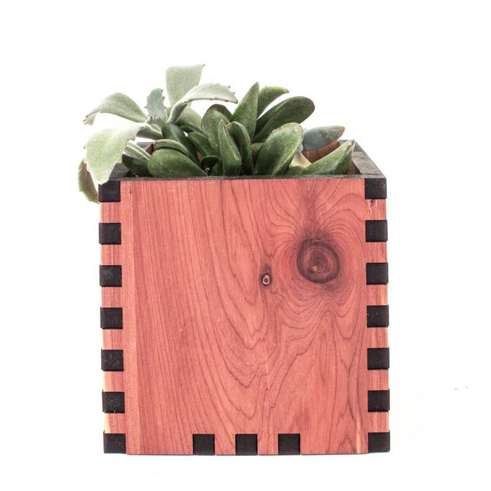 Cedar
